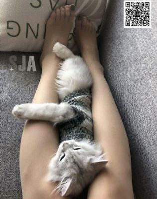 青楼12房_BD免费电视剧